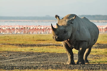 Lake Nakuru Black Rhino